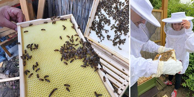 Bienen auf einer Wabe und zwei Menschen in weißen Schutzanzügen